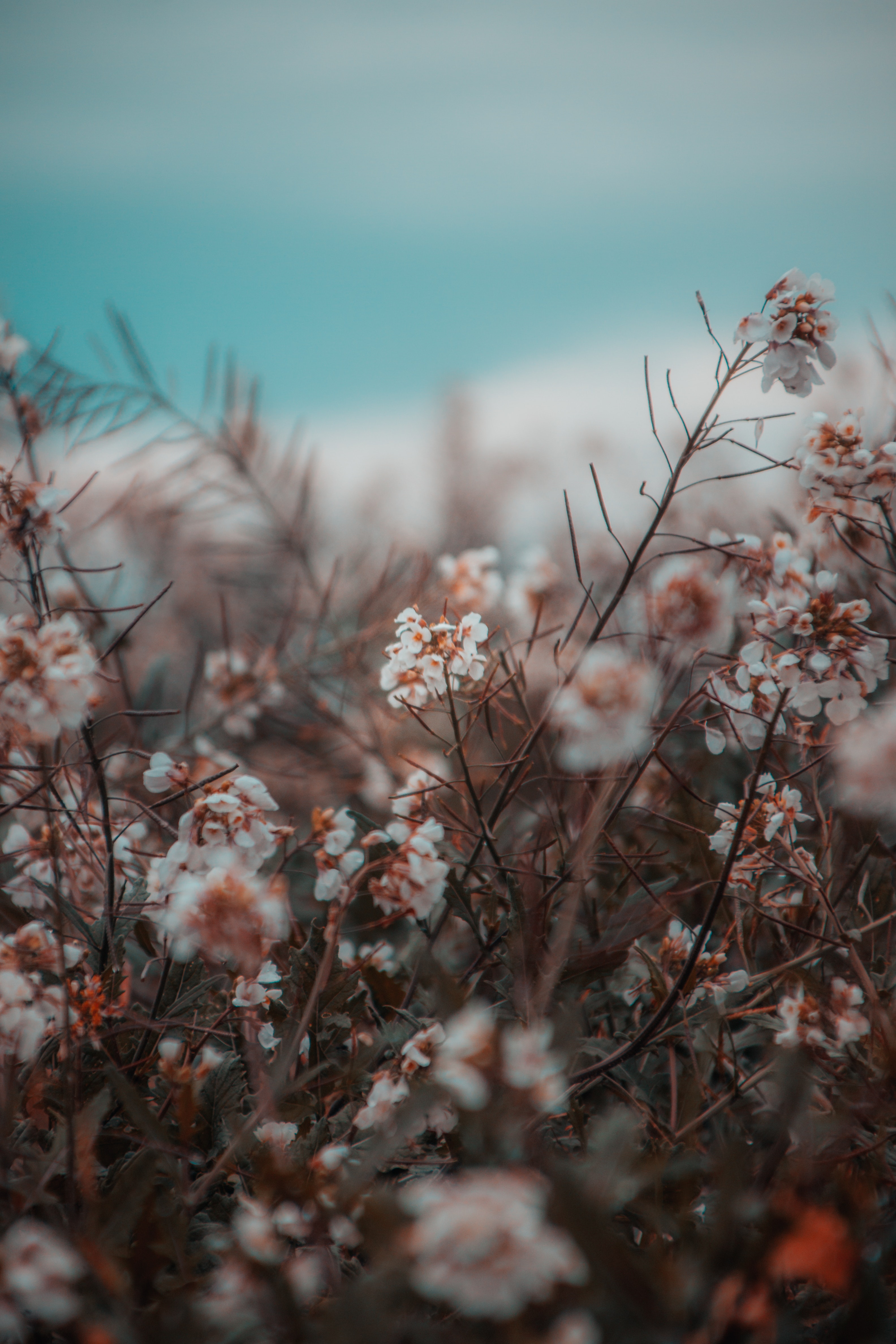 Self-growth